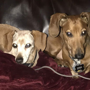 Meet your Posher, Dana